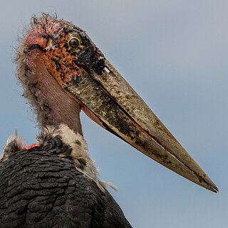 Lake Ziway - Marabou close-up